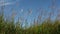 Tall Ornamental Grass with Plume Swaying against Blue Sky on a Breezy Day