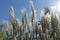 Tall Ornamental Grasses in Sunlight