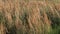 Tall Ornamental Reed Grass with Plume Swaying on a Breezy Day