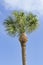 Tall Palm and Cloudy Blue Sky