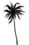 Tall Palm tree