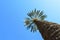 A Tall Palm Tree