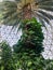 Tall palm tree in botanical garden dome