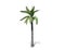 A tall palm tree  isolated over a white background.