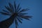 Tall Palm Tree in Look Up Angle under Evening Blue Sky. Fresh Frond Leaves and Rough Barks of Tropical Plant. Stems and