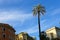 Tall palm tree near old italian buildings.