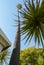 Tall palm tree in Santa Barbara mission garden