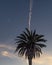 A tall palm tree in silhouette against the sunset sky, with a large airplane trail in the background, Lanzarote, Canary Islands, S