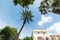 Tall palm tree in Villa Comunale in Sorrento