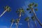 Tall palm trees against a blue sky in southern California