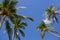 Tall palm trees in blue sky background bottom view. Palm trees with coconuts. Exotic plants concept. Palm trees in wind.