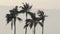 Tall palm trees in breeze