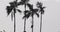 Tall palm trees in breeze