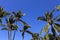 Tall palm trees with bright blue sky