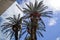 Tall palm trees in the city. Palm trees reflected in building windows,