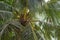 Tall palm trees with coconuts close up. Tropical nature. Tropical jungle. Coast coconut palms.