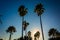 Tall palm trees in Daytona Beach, Florida.