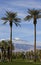 Tall Palm Trees on a Golf Course