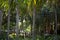 Tall Palm Trees Heavily Planted In A Forest