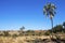 Tall palm trees and a lone elephant