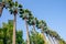 Tall palm trees in Nicosia city public park