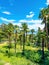 Tall palm trees in old town of Lovran in Kvarner gulf of Adriatic sea in Croatia