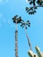 Tall palm trees reaching up to a blue cloudless sky