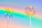 Tall palm trees on sky background toned in rainbow vanilla pastel colors. Surrealistic funky style. Copy space for text. Tropical