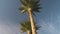 Tall palms against the blue sky.