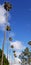 Tall palms against blue sky at Southern California beach town