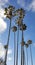 Tall palms against blue sky at Southern California beach town