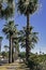 Tall Palms along a sidewalk