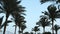 Tall palms on background of sunrise sky. Palm trees at luxury resort garden.