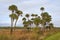 Tall Palms in Scenic Wetland Area