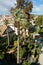 Tall palms and trees viewed from above