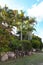 Tall palms and tropical greenery in front of Australian house built up on a hill