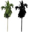 A tall palmyra palm tree with black alpha mask isolated on white background