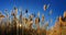 Tall pampas Cortaderia grass in a field on the background of the setting sun and blue sky. Bright Sunny summer photo. Golden ear