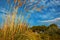 Tall pampas grass in autumn