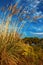 Tall pampas grass in autumn