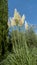 Tall pampas grass in a garden or park