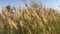 Tall Pampas grass swaying in the wind