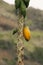 Tall Papaya Tree with One Ripe Fruit.