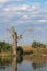 TALL PIECE OF DEAD TREE ON THE SIDE OF A RIVER