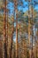 Tall pine forest in sunshine fairy light. Belarusian nature, springtime