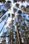 Tall pine forest tops trees looking sky