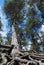 Tall pine with overgrown tree roots