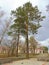 a tall pine tree in a deserted city Park in quarantine, empty benches