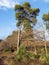 Tall pine tree on heathland with a clear blue sky