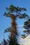 Tall pine Tree and the parasitic vine